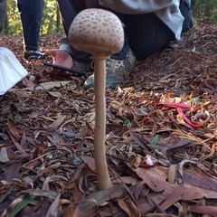 Macrolepiota bonaerensis