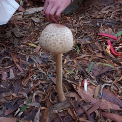 Macrolepiota bonaerensis