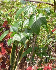 Clerodendrum japonicum