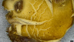 Psathyrella spadiceogrisea