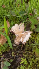 Psathyrella spadiceogrisea