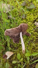Psathyrella spadiceogrisea