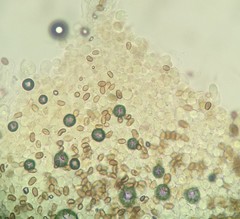 Psathyrella spadiceogrisea