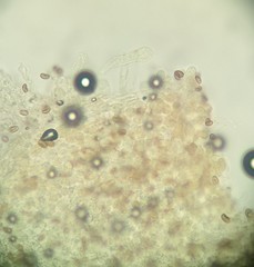Psathyrella spadiceogrisea