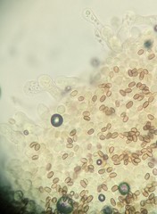 Psathyrella spadiceogrisea