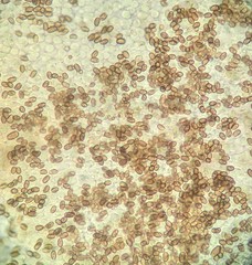 Psathyrella spadiceogrisea