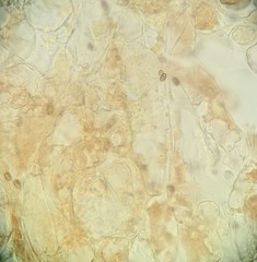 Psathyrella spadiceogrisea