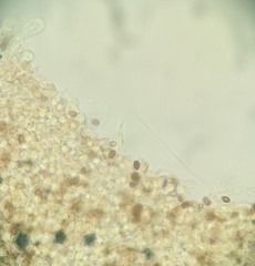 Psathyrella spadiceogrisea