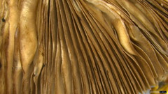 Psathyrella spadiceogrisea