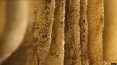 Psathyrella spadiceogrisea