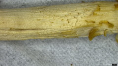 Psathyrella spadiceogrisea