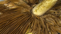 Psathyrella spadiceogrisea