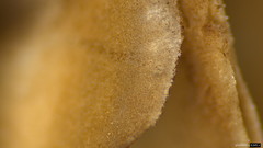 Psathyrella spadiceogrisea