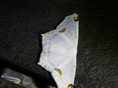 Sericoptera mahometaria