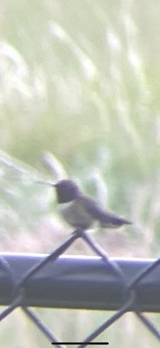 Ruby-throated Hummingbird photographed in Oklahoma