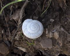 Oreohelix strigosa