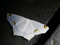Sericoptera mahometaria
