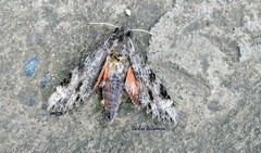 Erinnyis oenotrus