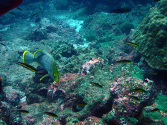 Dermatolepis dermatolepis