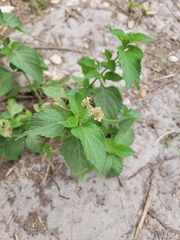 Lantana × strigocamara