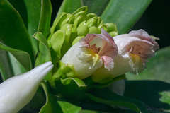 Costus guanaiensis macrostrobilus