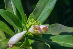 Costus guanaiensis macrostrobilus