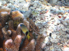 Plectroglyphidodon johnstonianus