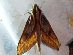 Xylophanes cyrene