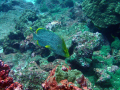 Dermatolepis dermatolepis