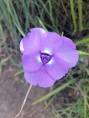 Ennealophus foliosus