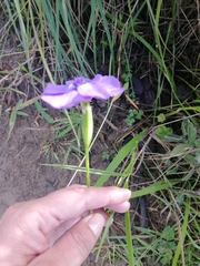 Ennealophus foliosus