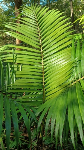 Archontophoenix cunninghamiana
