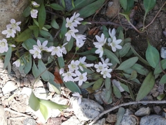 Claytonia caroliniana