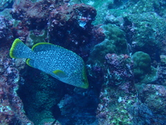 Dermatolepis dermatolepis