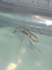 Neomegalotomus parvus