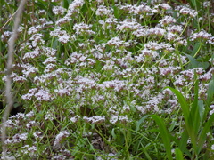 Valerianella ozarkana