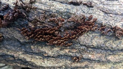 Xylobolus spectabilis