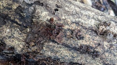 Xylobolus spectabilis