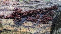 Xylobolus spectabilis