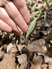 Erythronium propullans