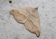 Macaria lorquinaria
