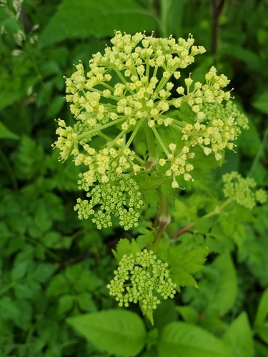 Image of Thaspium chapmanii by no rights reserved