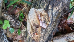 Abundisporus pubertatis