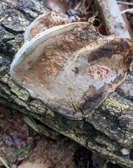 Abundisporus pubertatis