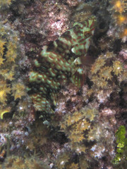 Cheilinus trilobatus