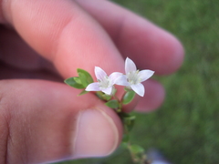 Oldenlandia salzmannii