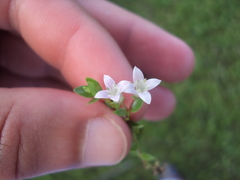 Oldenlandia salzmannii