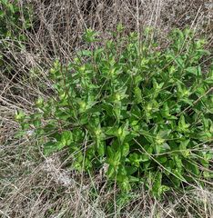 Brickellia cylindracea