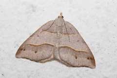Macaria lorquinaria