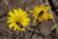 Acmaeodera hepburnii